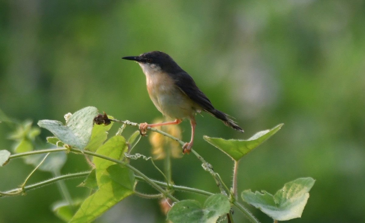 Ashy Prinia - ML652060839