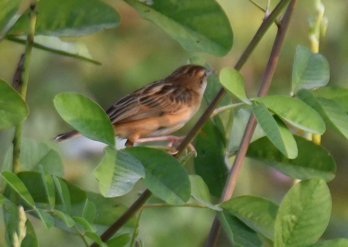 cistovník rákosníkový - ML652060850