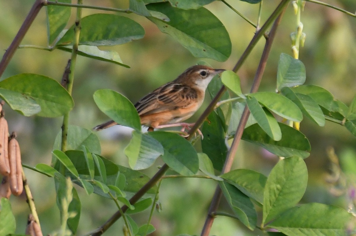 cistovník rákosníkový - ML652060855