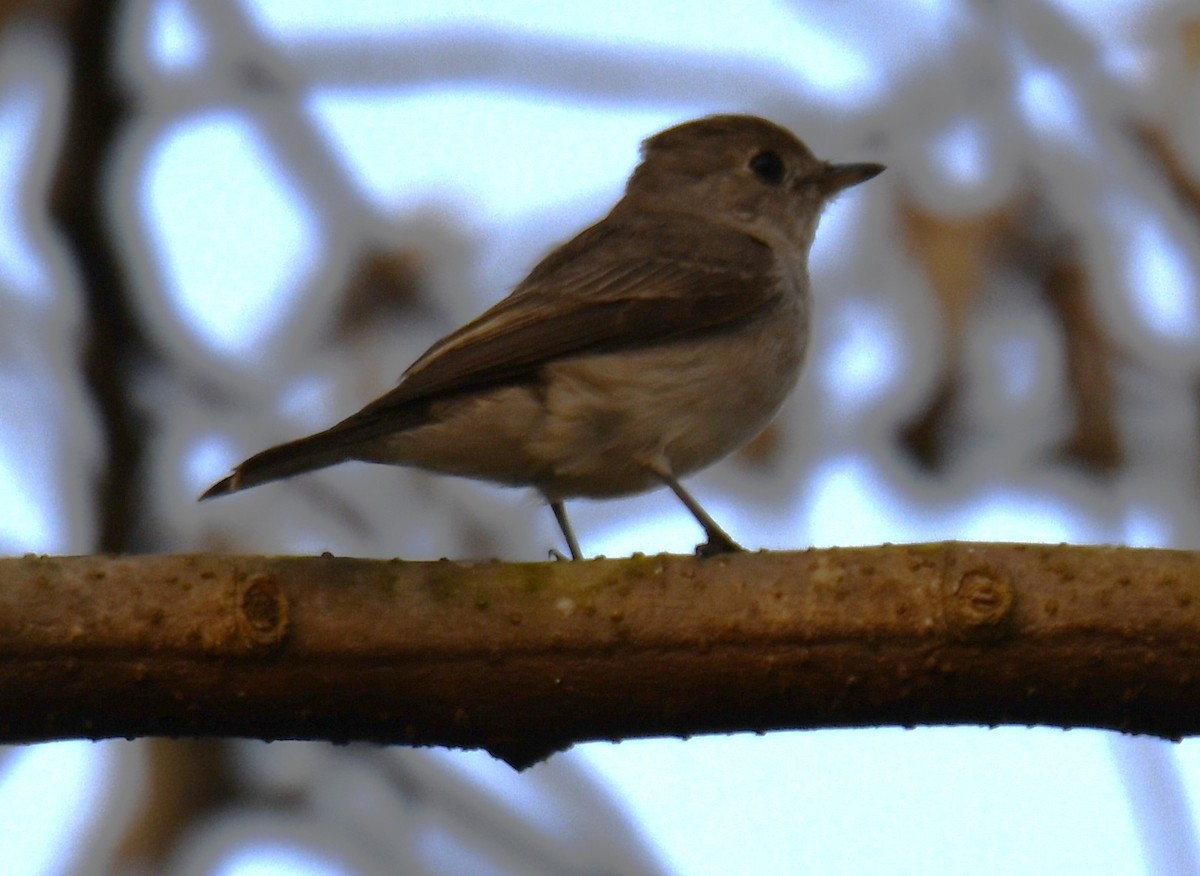 lejsek asijský - ML652060869