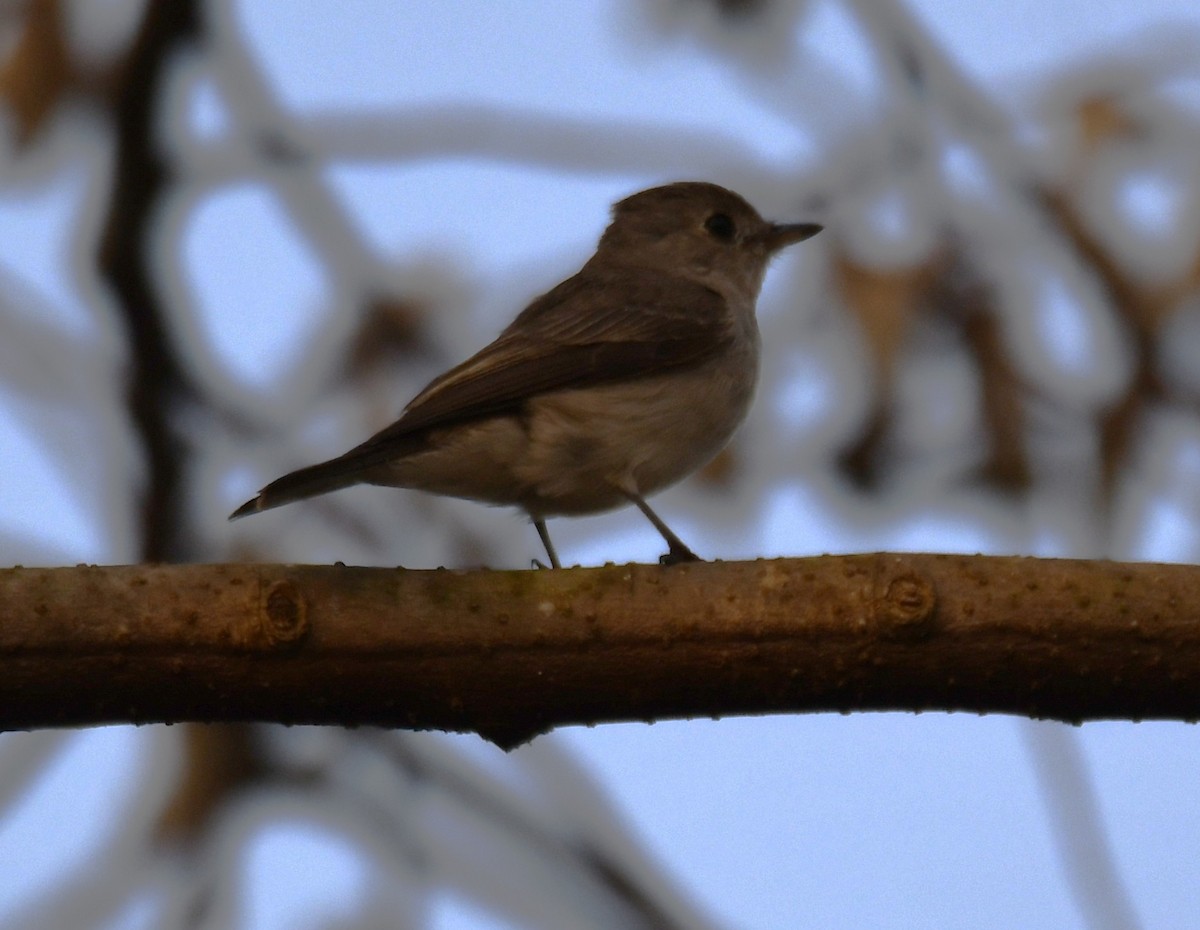 lejsek asijský - ML652060871