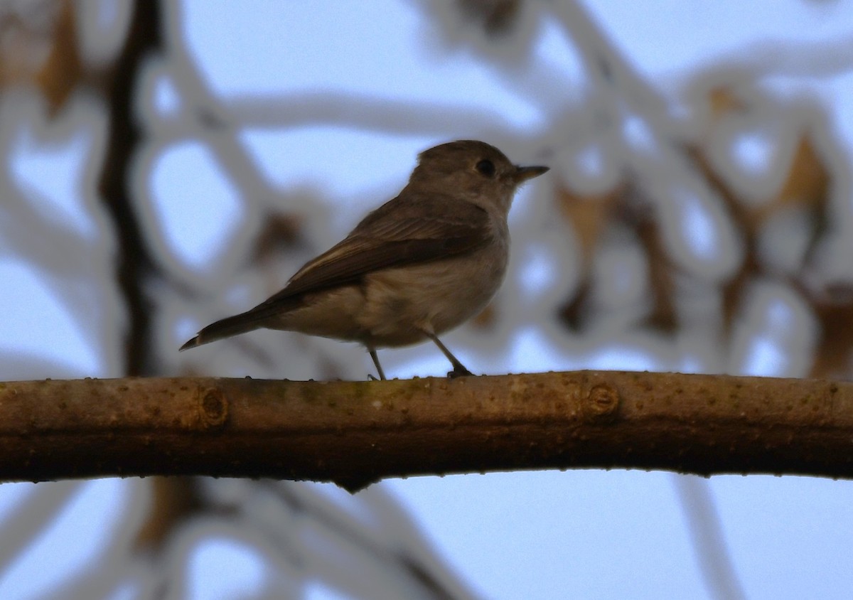 lejsek asijský - ML652060879