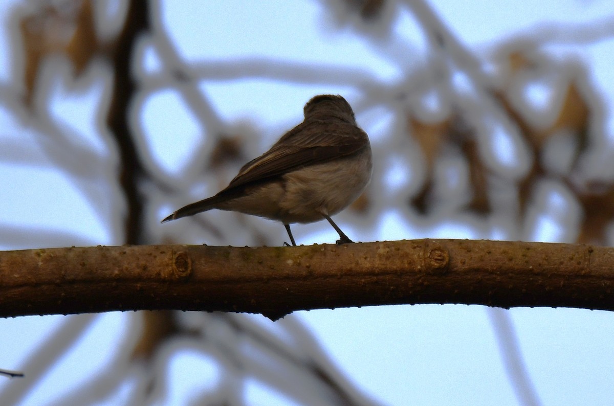 lejsek asijský - ML652060880