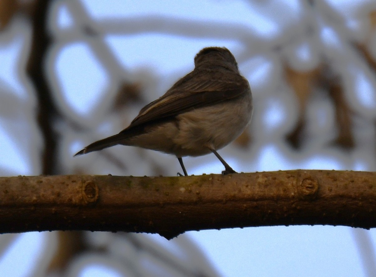 lejsek asijský - ML652060891