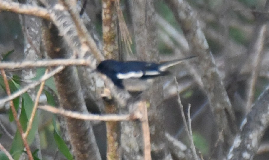 Oriental Magpie-Robin - ML652060915
