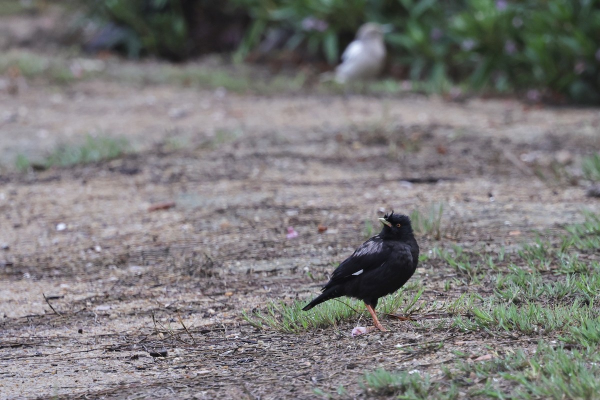 Тольт хар тодол - ML652061057