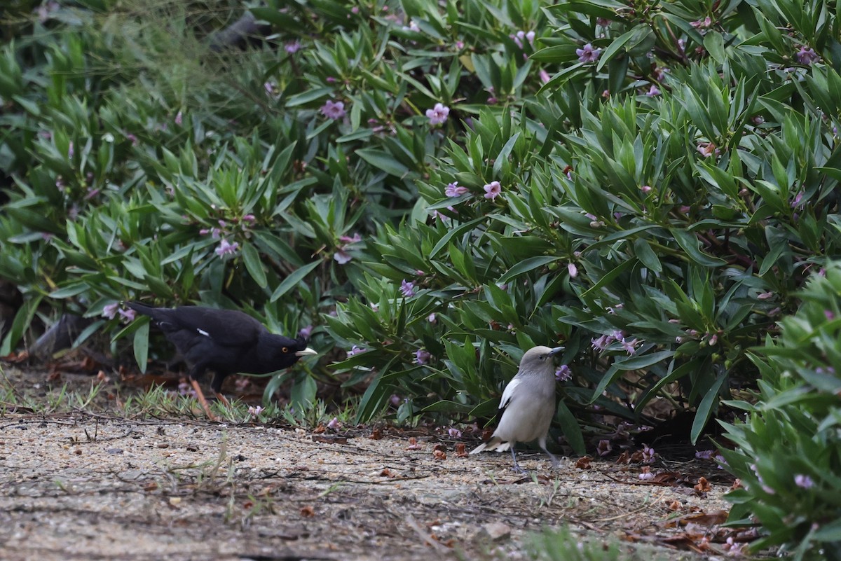 White-shouldered Starling - ML652061058