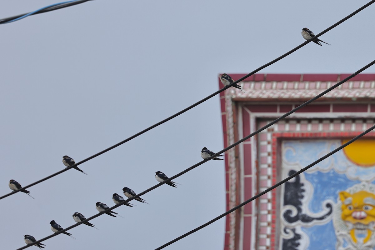 Eastern Red-rumped Swallow (Daurian) - ML652061064