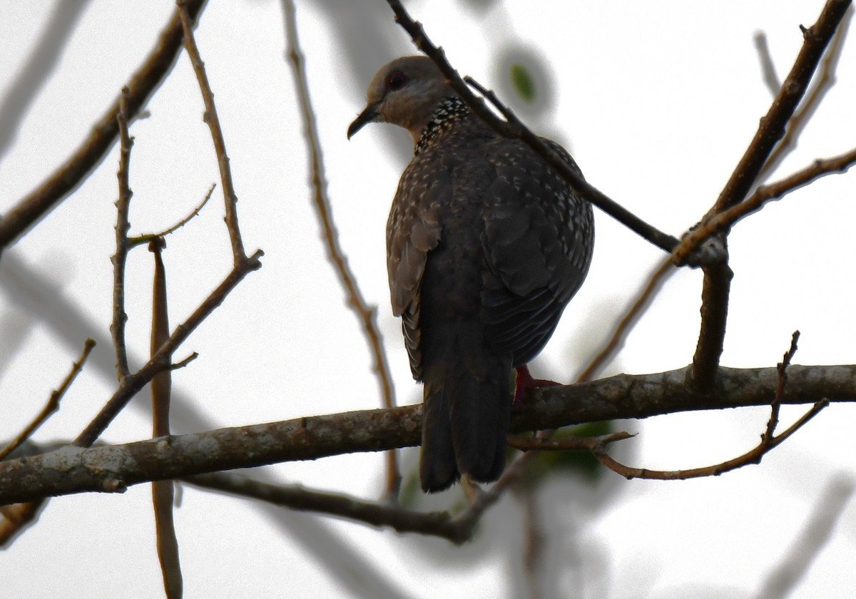 hrdlička kropenatá - ML652061087