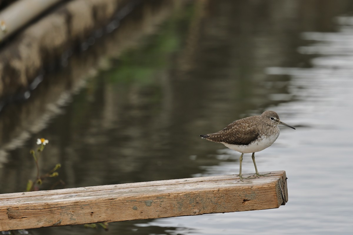 Цагаан сүүлт хөгчүү - ML652061132