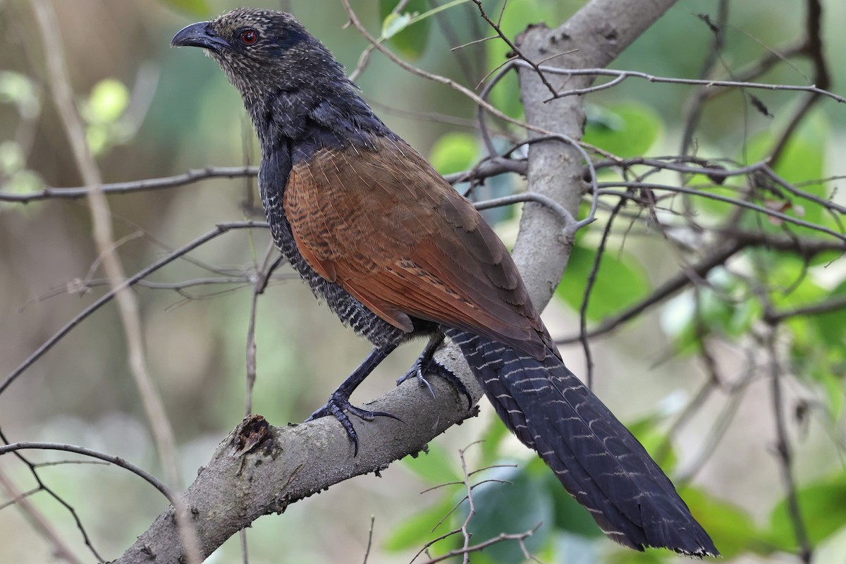 Greater Coucal (Greater) - ML652061138