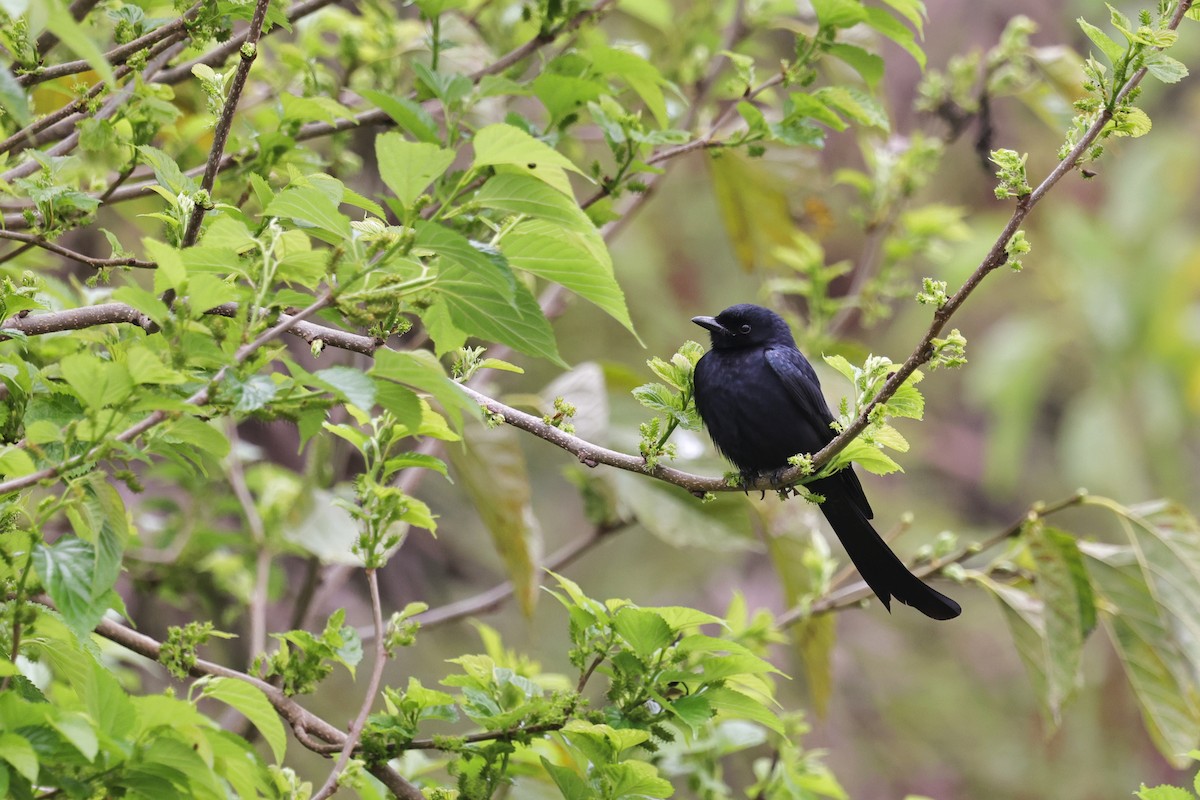 Хар доронго - ML652061153