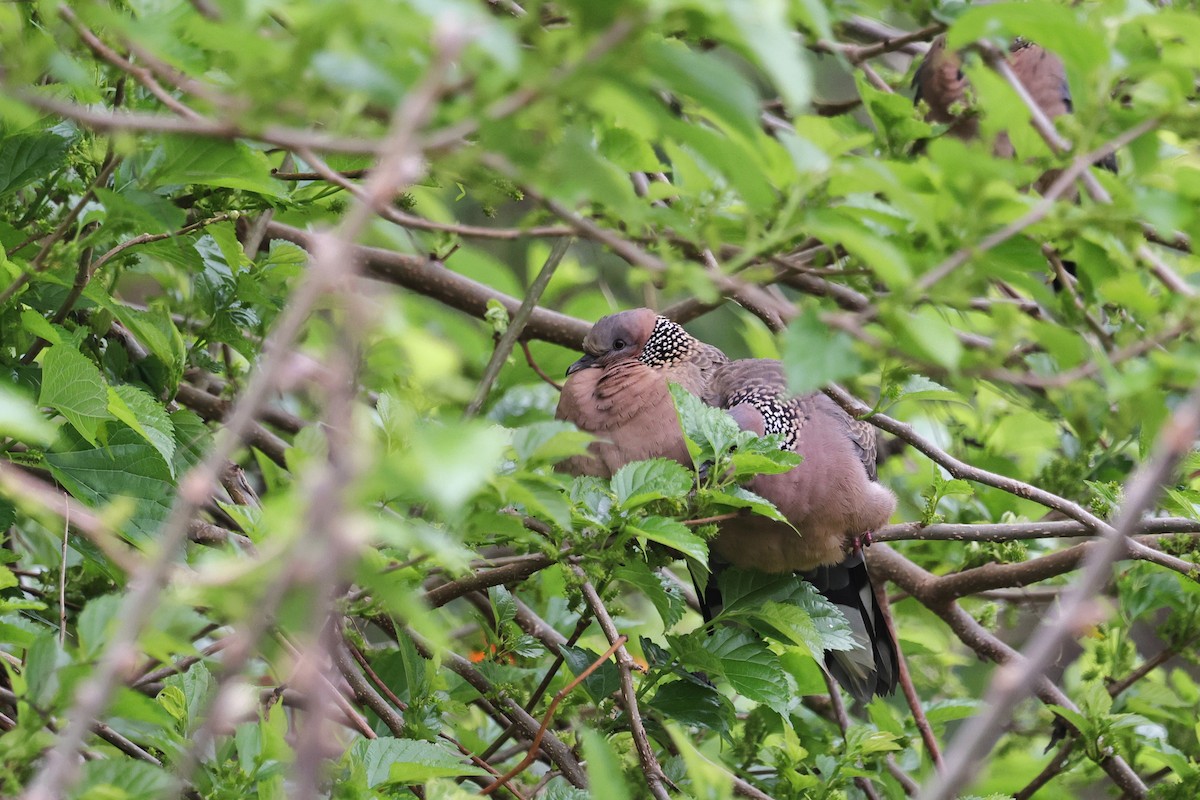 Spotted Dove (Eastern) - ML652061155