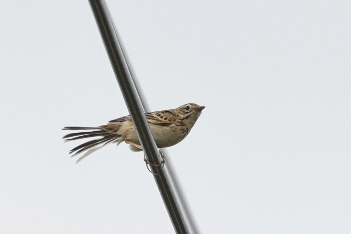 Хээрийн шийхнүүхэй - ML652061167