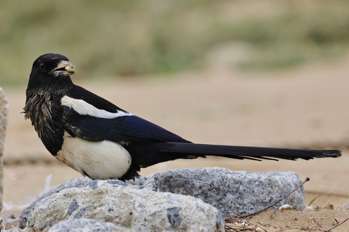 Дорнын шаазгай - ML652061188