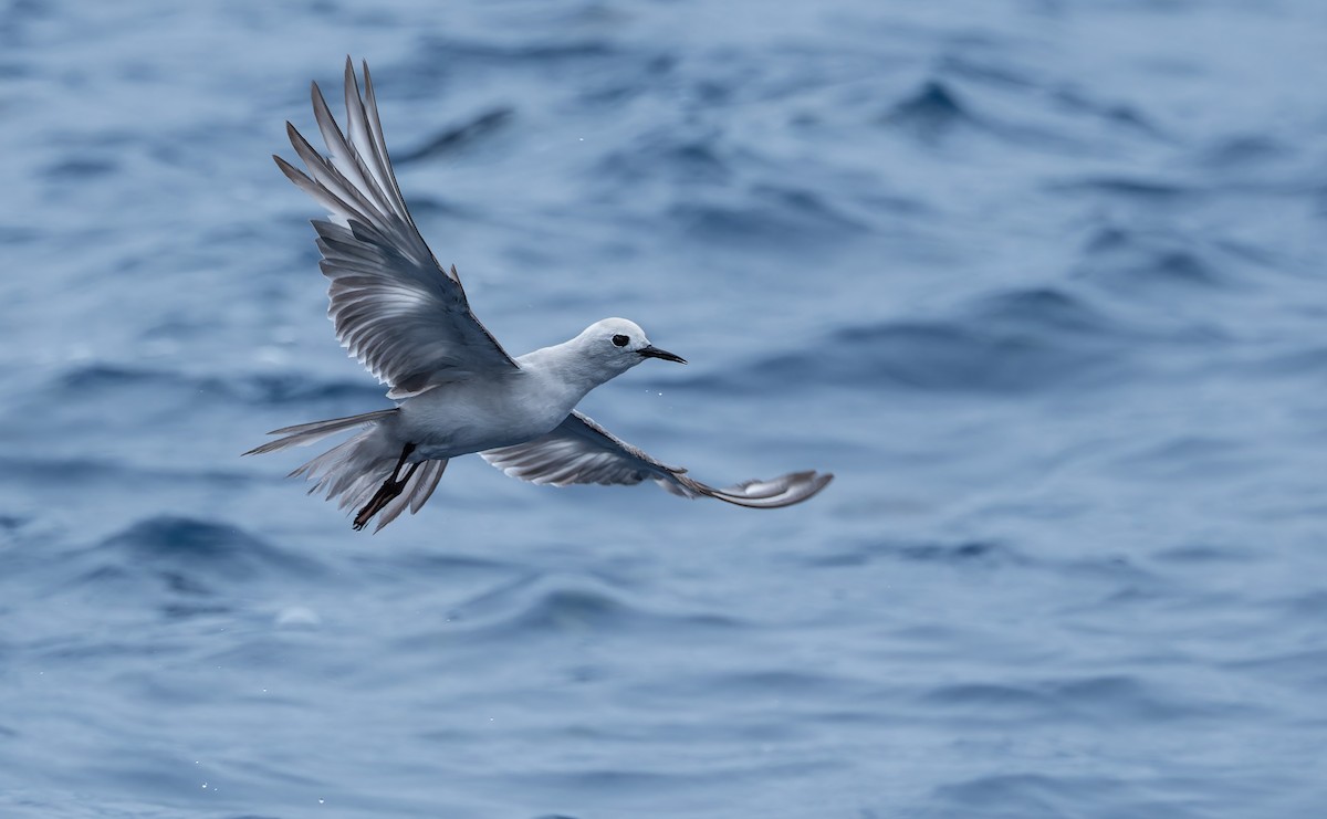 grånoddy - ML652061411