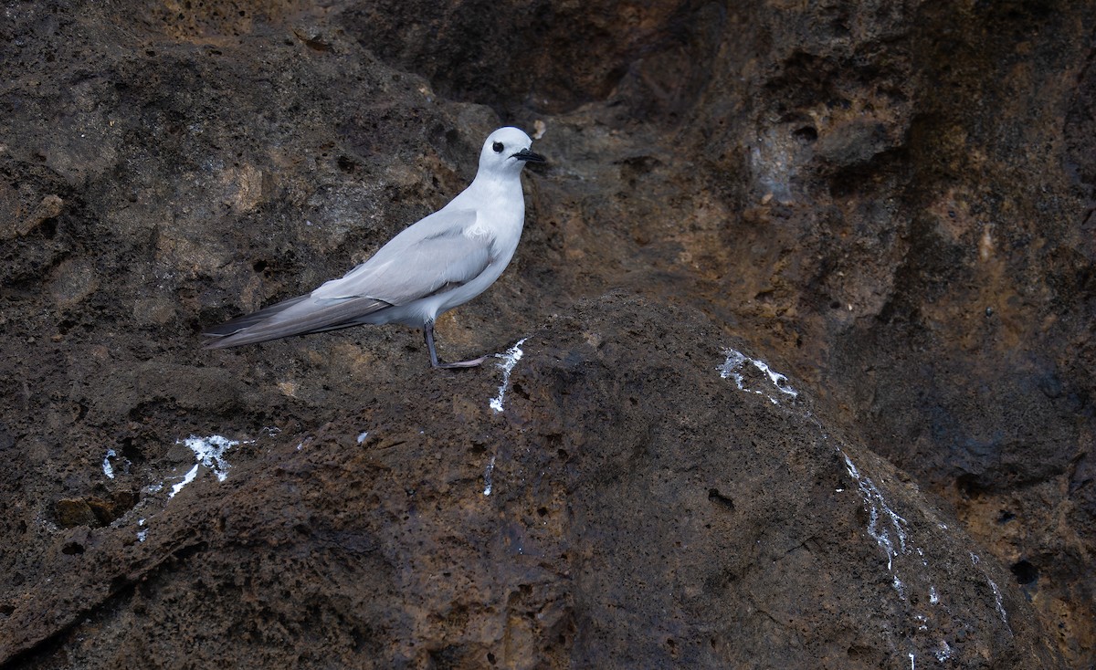 grånoddy - ML652061412