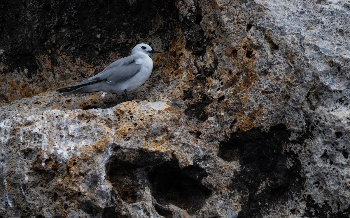 grånoddy - ML652061413