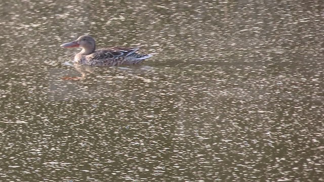 Northern Shoveler - ML652061616