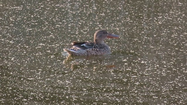 lžičák pestrý - ML652061619