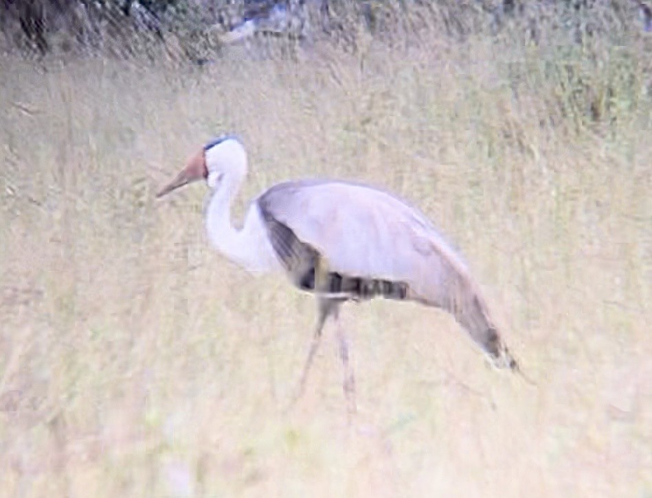 Wattled Crane - ML652061729