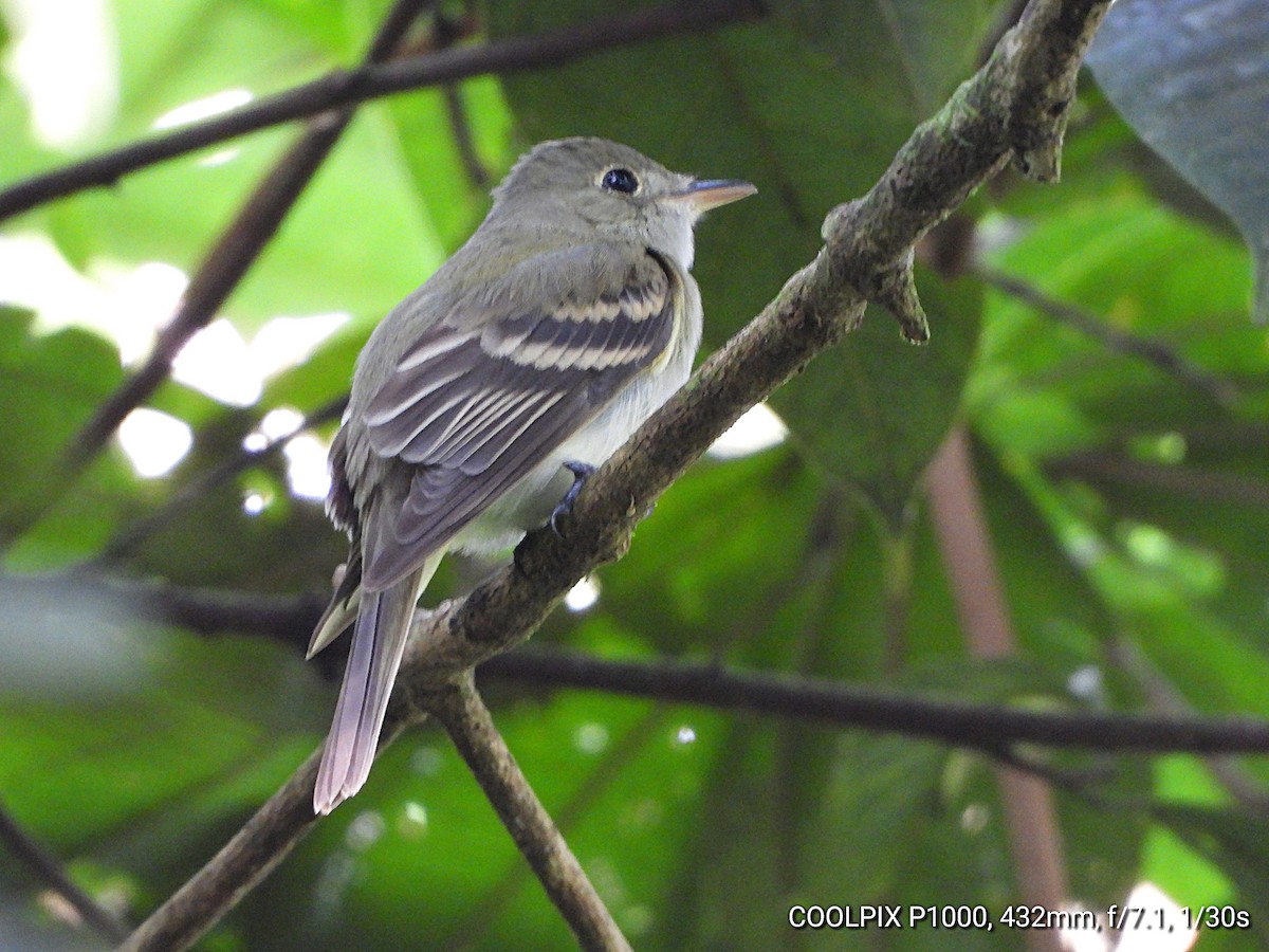 Восточный мухолов - ML652062096