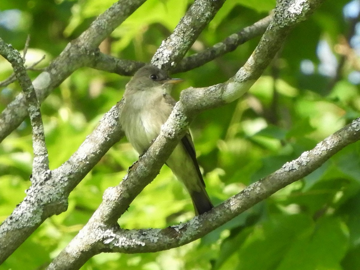 Doğulu Pivi - ML652063346