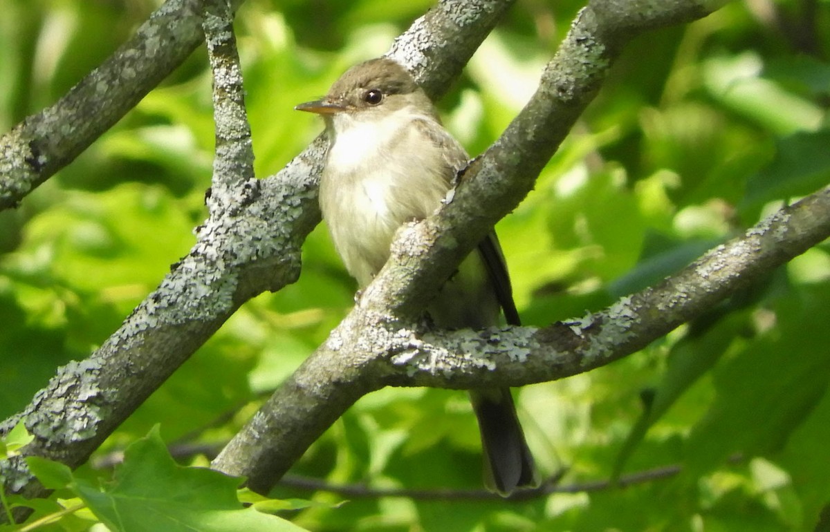 Doğulu Pivi - ML652063348