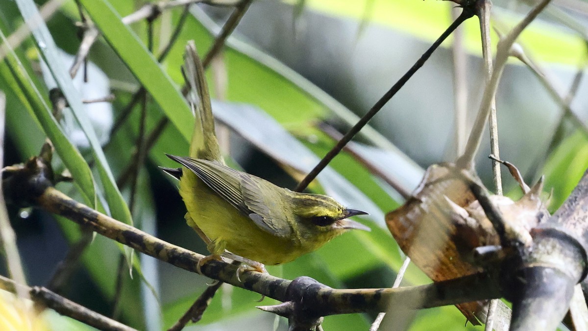 Cuzco Warbler - ML652063583
