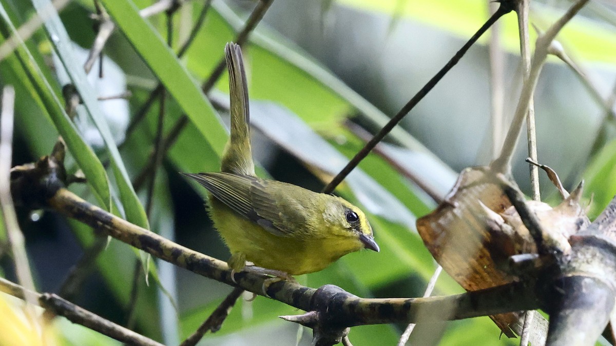 Cuzco Warbler - ML652063584