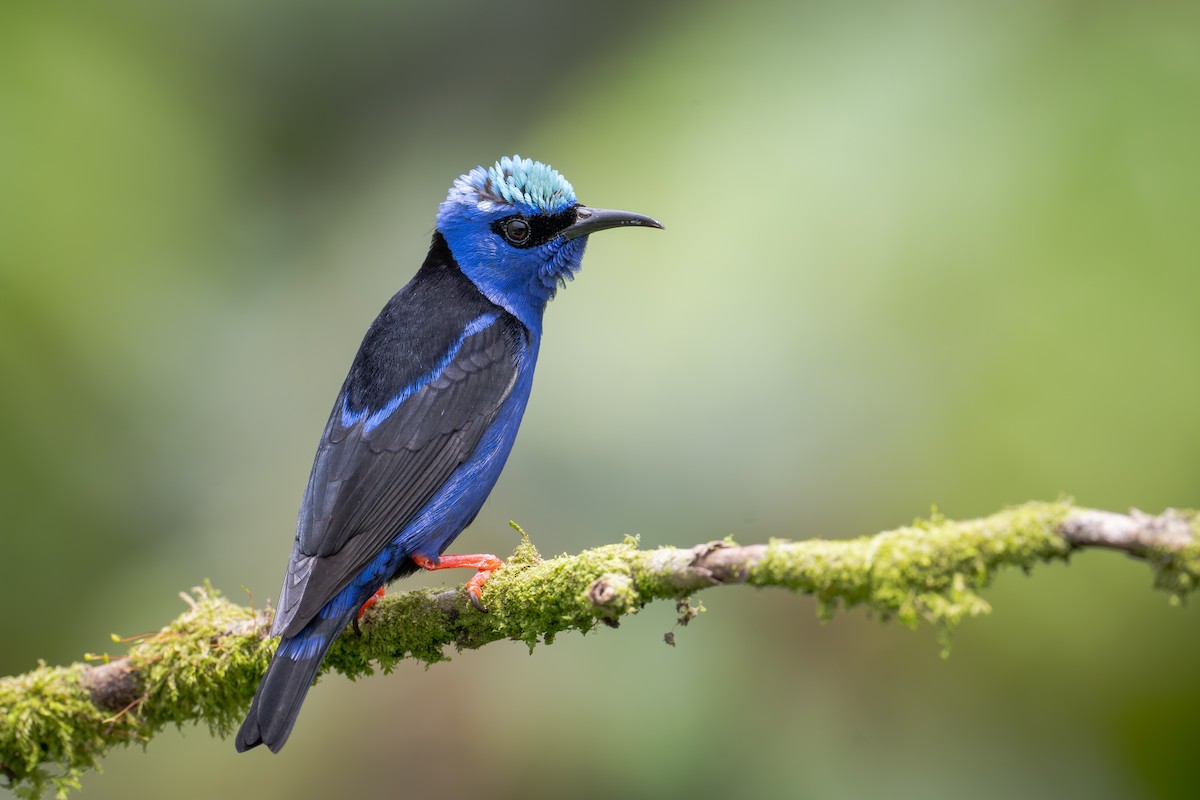 Red-legged Honeycreeper - ML652064119
