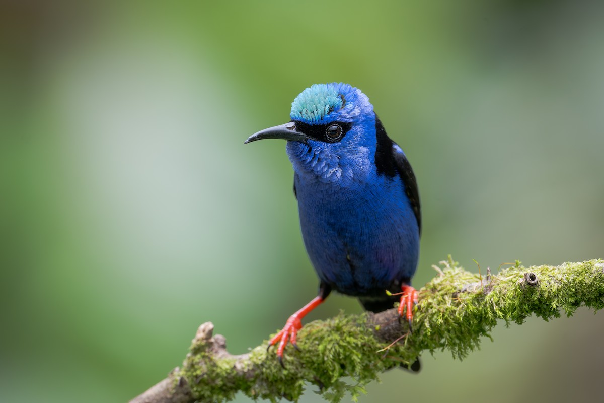 Red-legged Honeycreeper - ML652064122