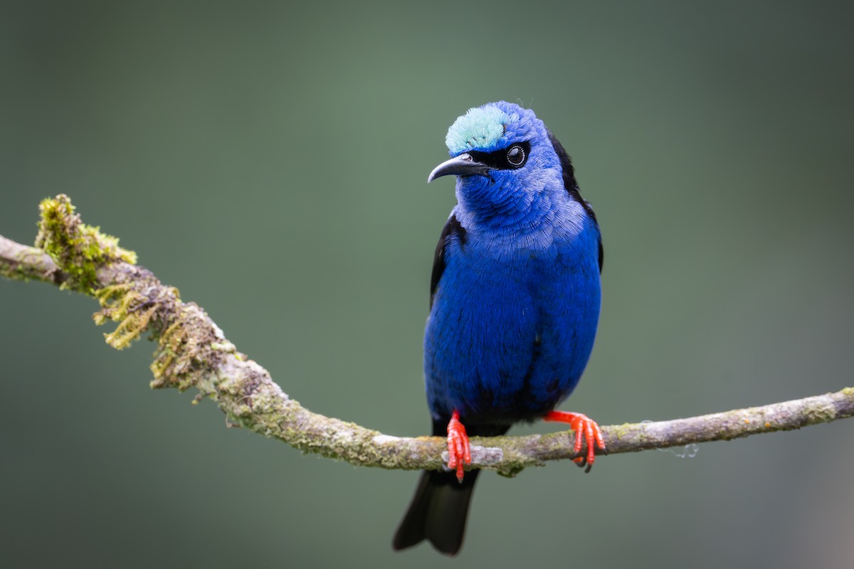 Red-legged Honeycreeper - ML652064126