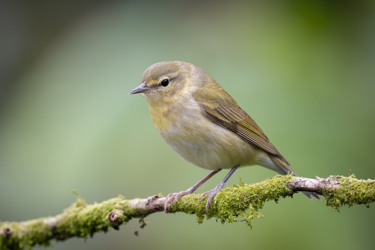 Tennessee Warbler - ML652064144
