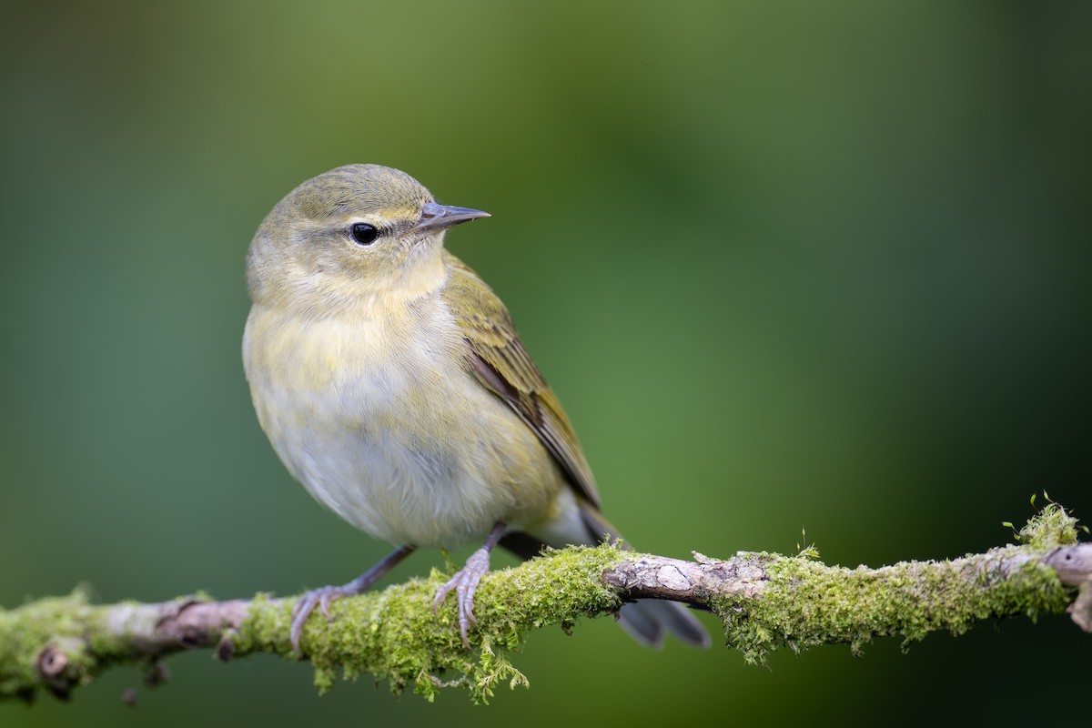 Tennessee Warbler - ML652064146
