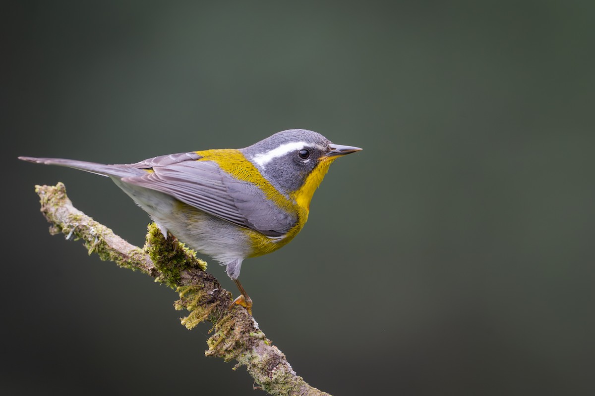 Crescent-chested Warbler - ML652064176