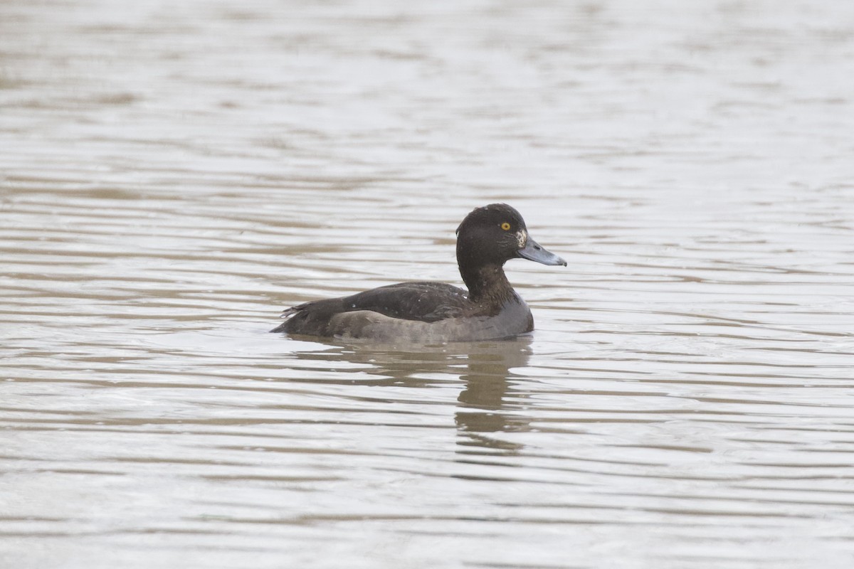 toppand - ML652064551