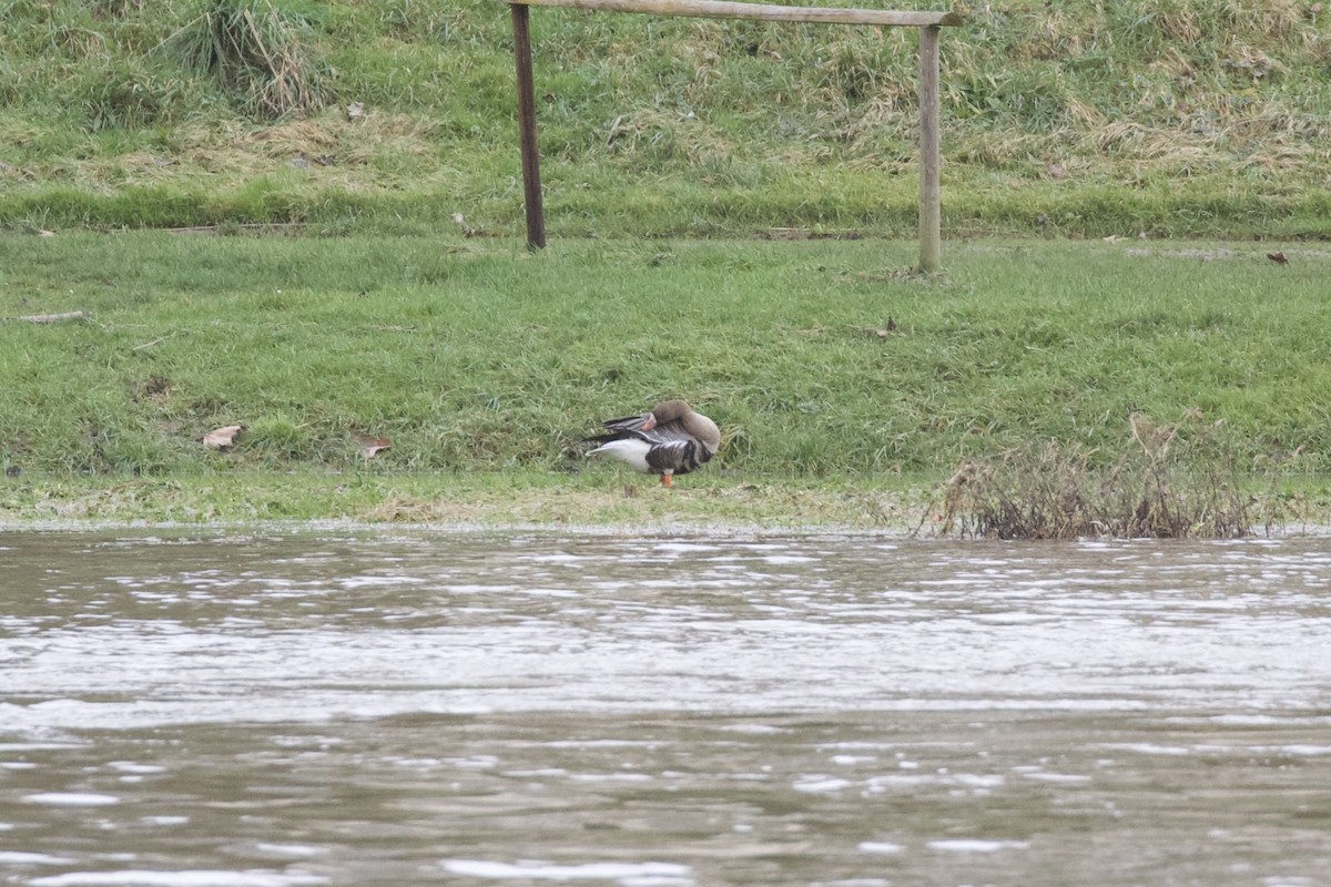 tundragås - ML652064652