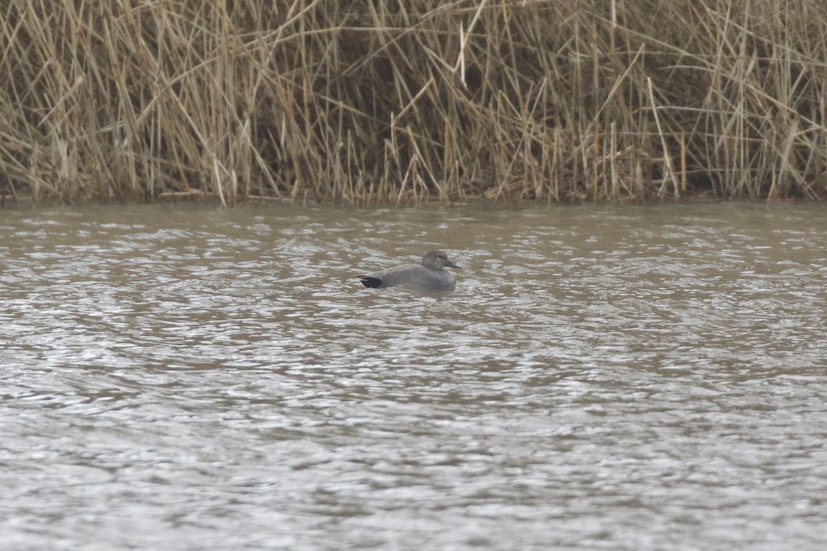 snadderand - ML652064766