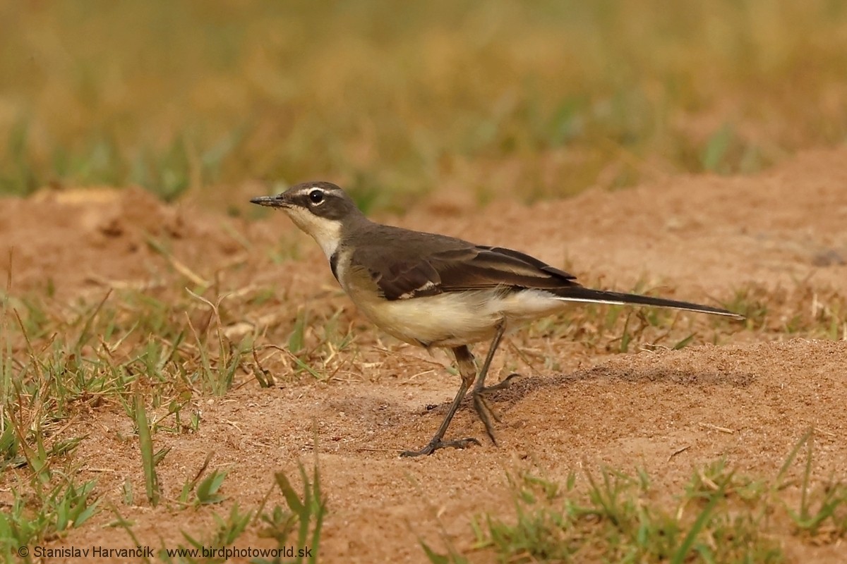 Cape Wagtail - ML652064977