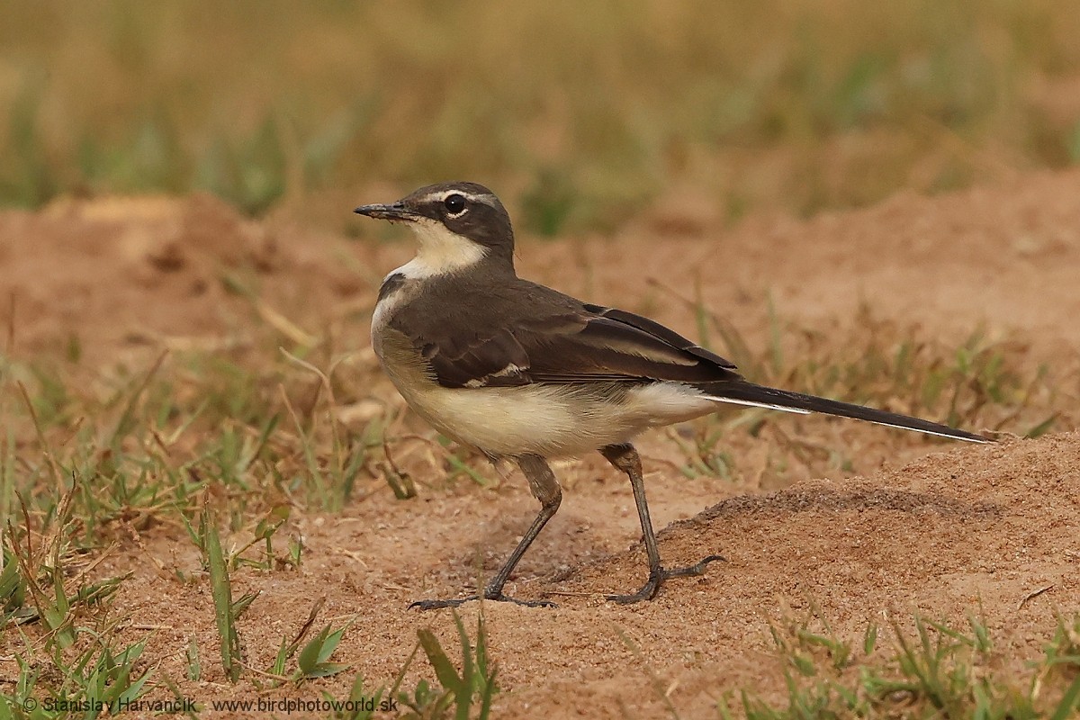 Cape Wagtail - ML652064978