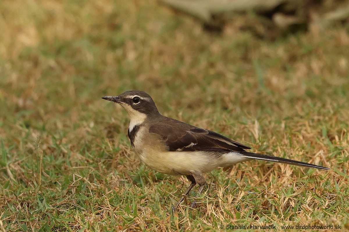Cape Wagtail - ML652064979
