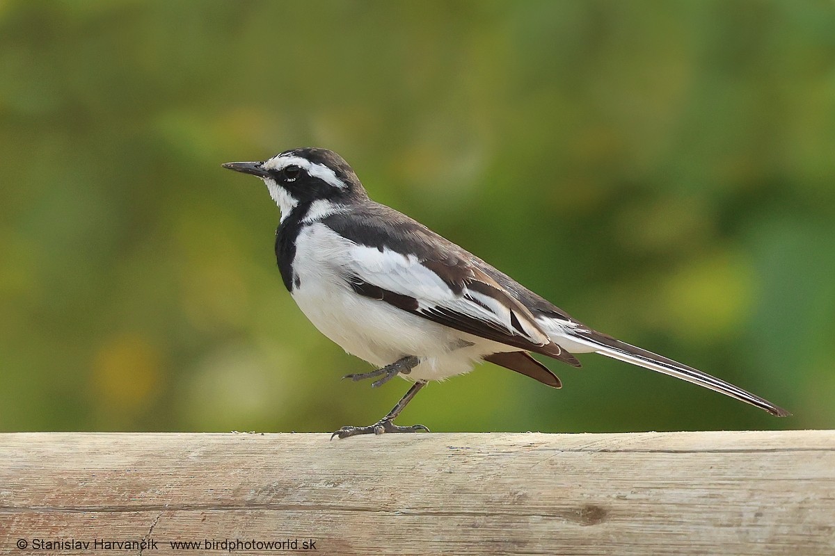 African Pied Wagtail - ML652064986
