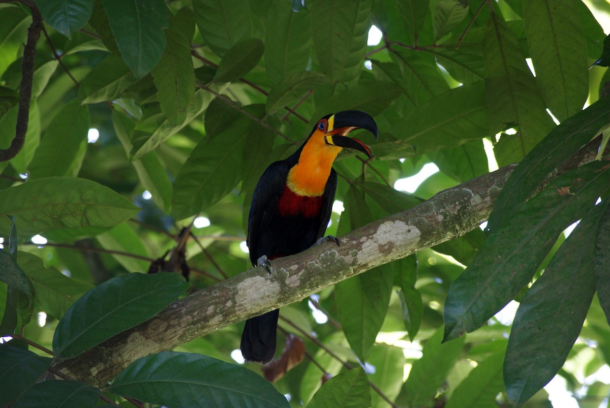 Channel-billed Toucan - ML652065076