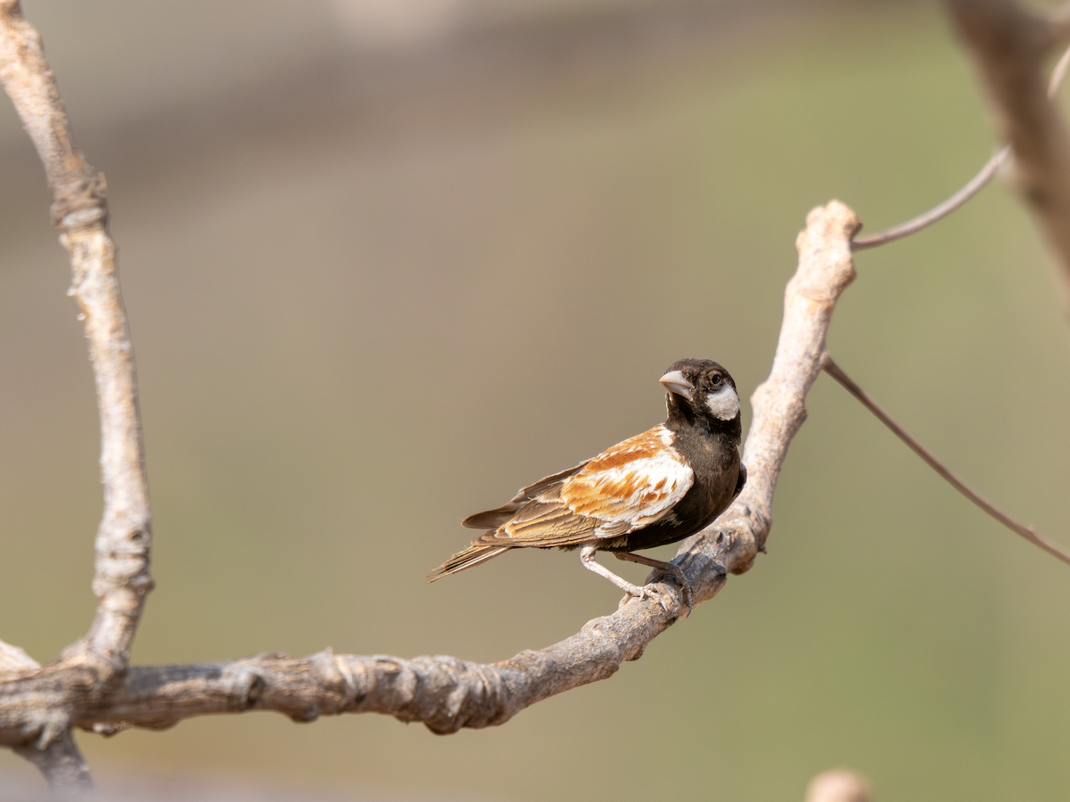 skřivan bělouchý - ML652065312