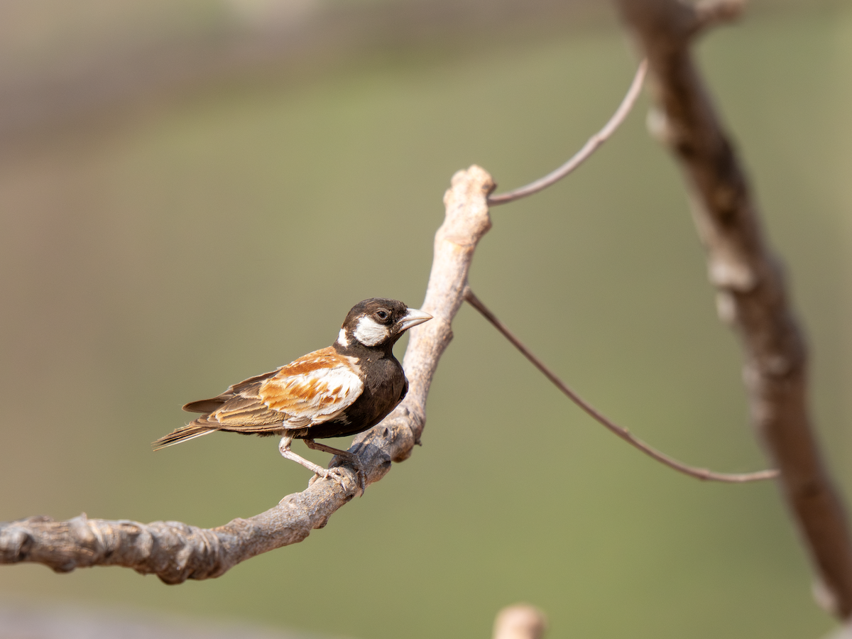 skřivan bělouchý - ML652065313