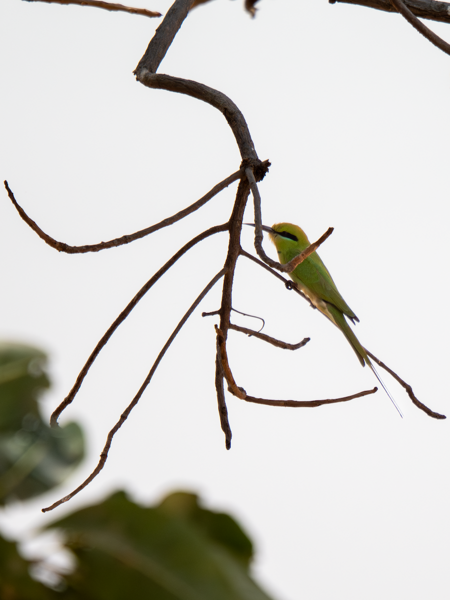 שרקרק צהוב גרון - ML652065341