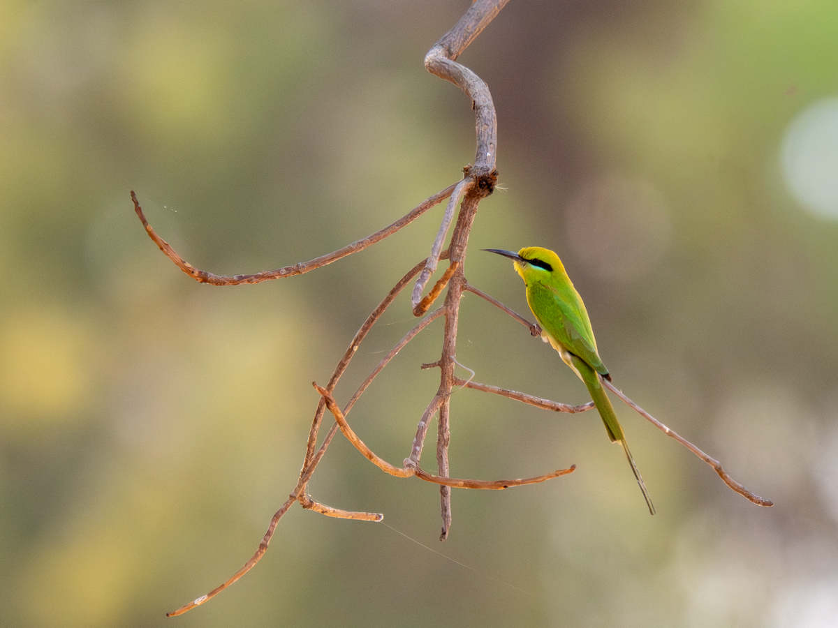 שרקרק צהוב גרון - ML652065342