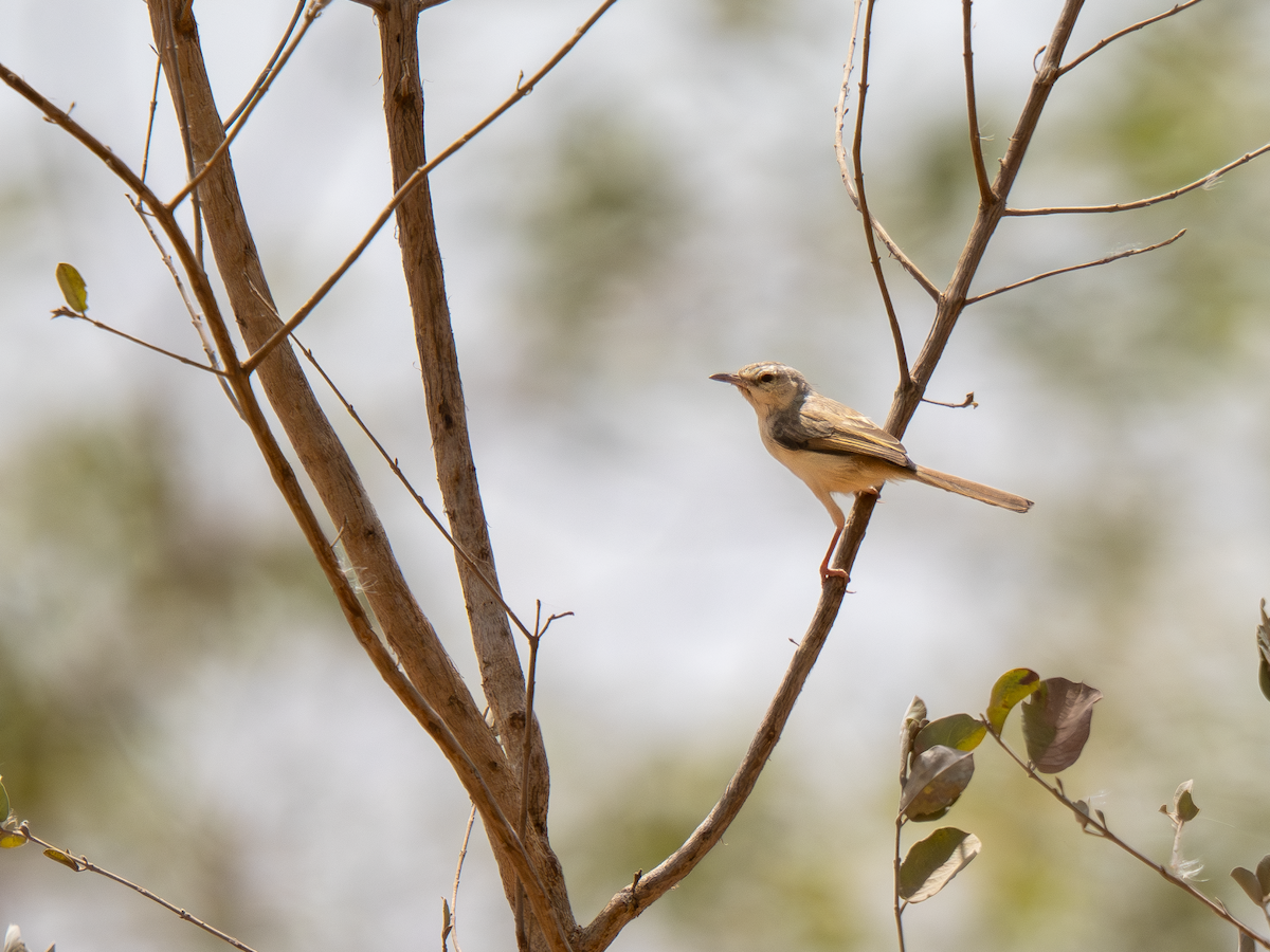 Tawny-flanked Prinia - ML652065345