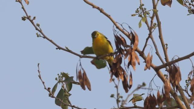 Common Iora - ML652065568